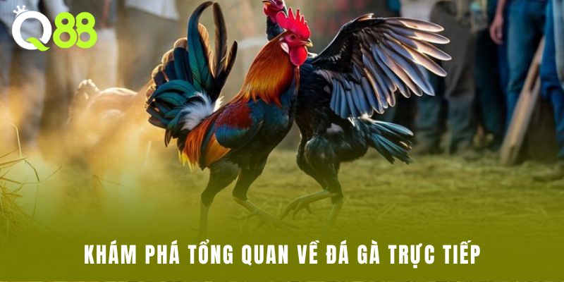 Khám phá tổng quan về đá gà trực tiếp