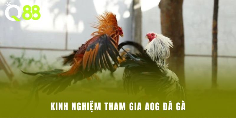 Kinh nghiệm tham gia AOG đá gà