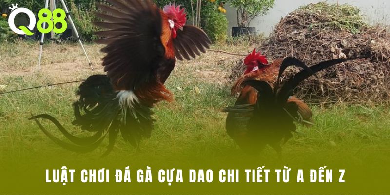 Luật chơi đá gà cựa dao chi tiết từ A đến Z