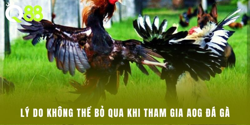 Lý do không thể bỏ qua khi tham gia AOG đá gà