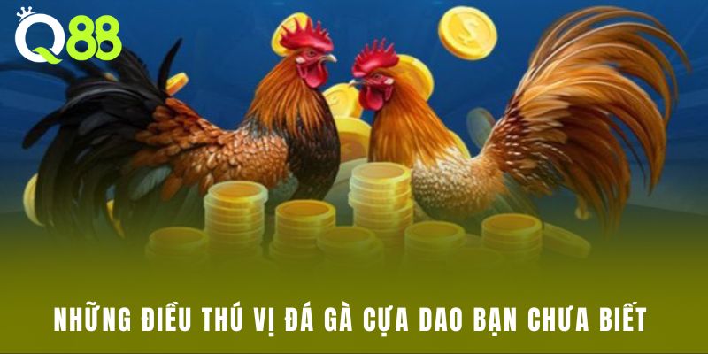 Những điều thú vị đá gà cựa dao bạn chưa biết 
