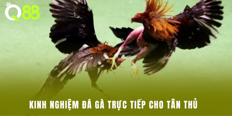 Kinh nghiệm đá gà trực tiếp cho tân thủ