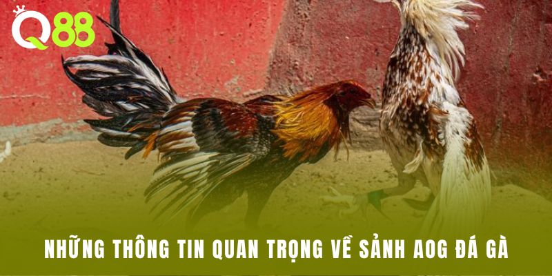 Những thông tin quan trọng về sảnh AOG đá gà